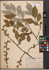 Foto von Salix caprea L.